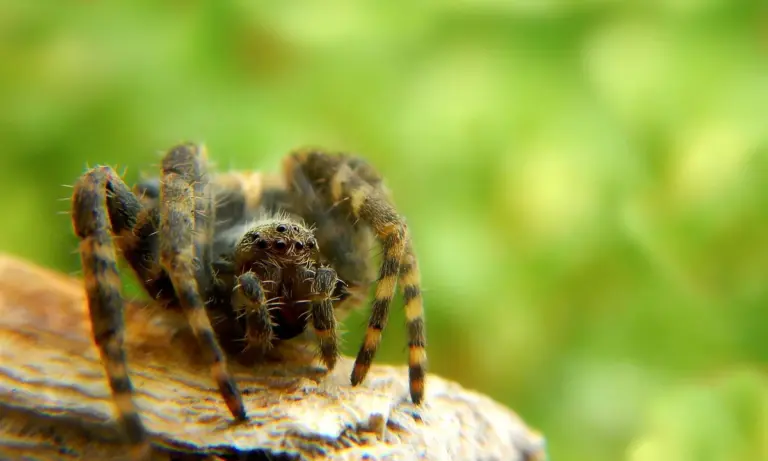 Close-up of a tarantula spiderling perched on a textured log with a green blurred background.