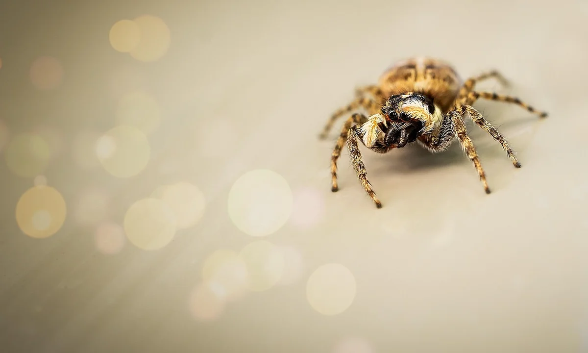 Close-up of a tiny tarantula spiderling on a soft beige background, showcasing its legs and patterned body.