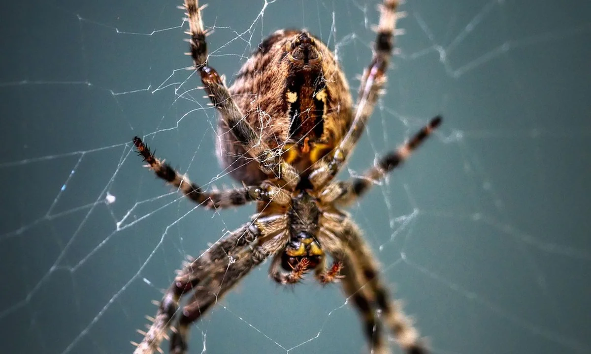 Close-up of a tarantula perched in its web with its legs spread