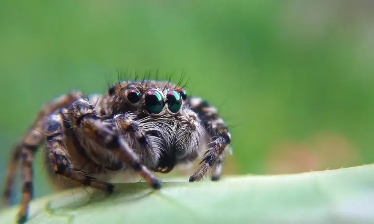 Macro close-up of a tarantula on a green leaf, highlighting its multiple eyes and fuzzy hairs with a blurred green background.
