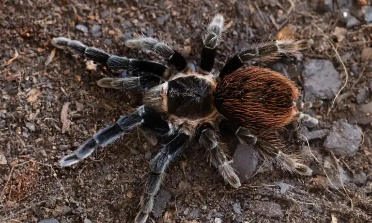 Close-up of a tarantula on rocky ground, showing a dark body with a reddish abdomen.