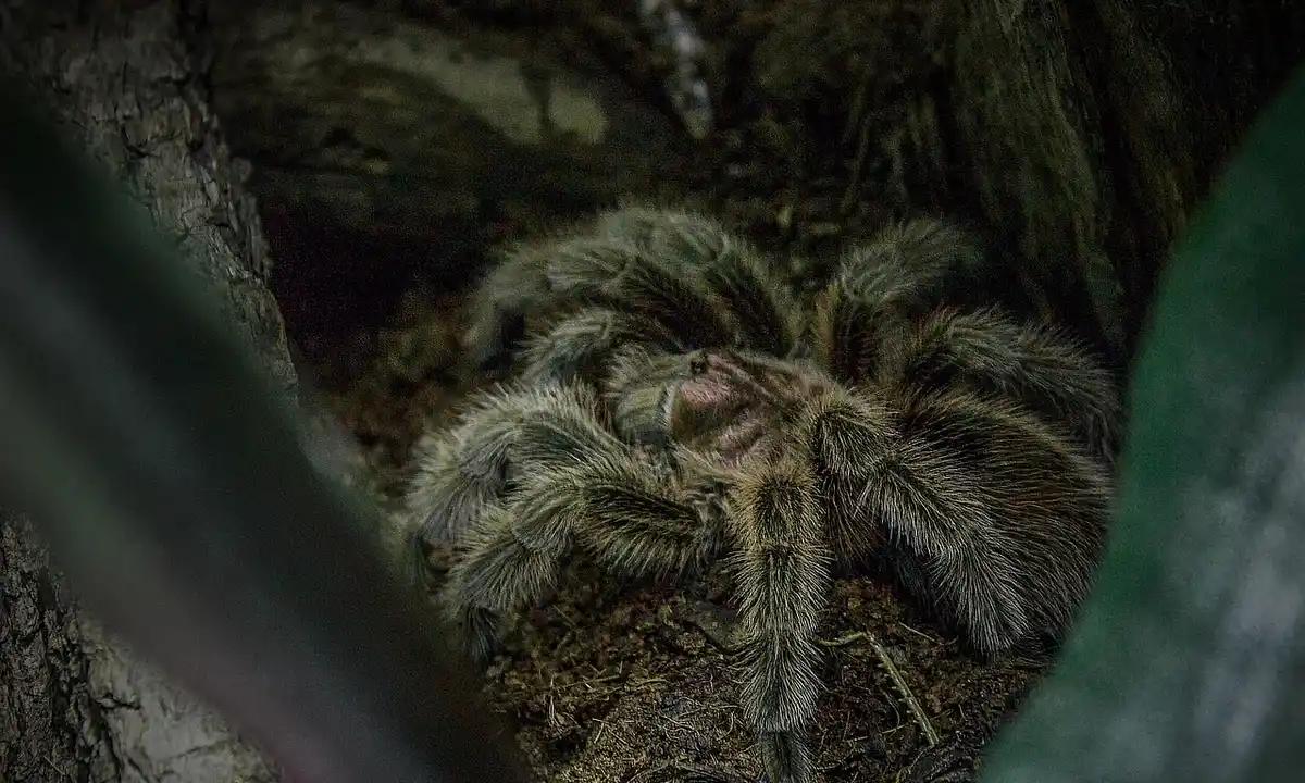 Close-up of a tarantula inside a naturalistic terrestrial enclosure with soil and wood decor.