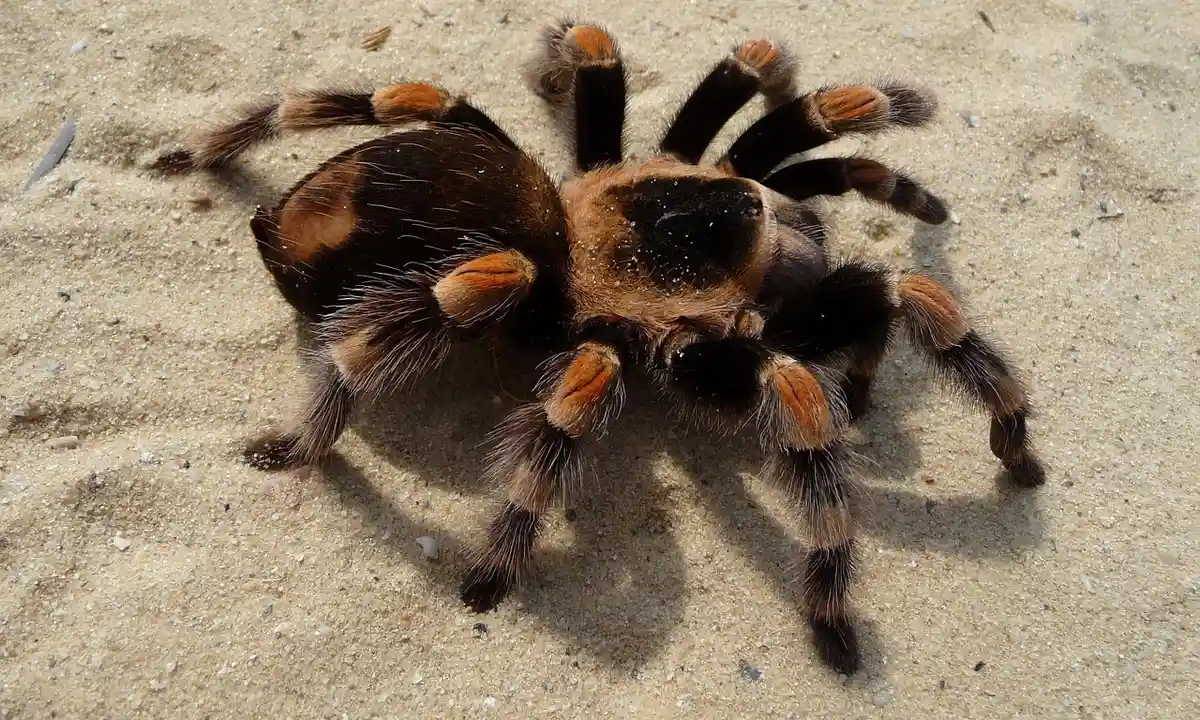 A tarantula on a sandy surface displaying a defensive threat posture with its legs spread wide and orange markings on its joints.