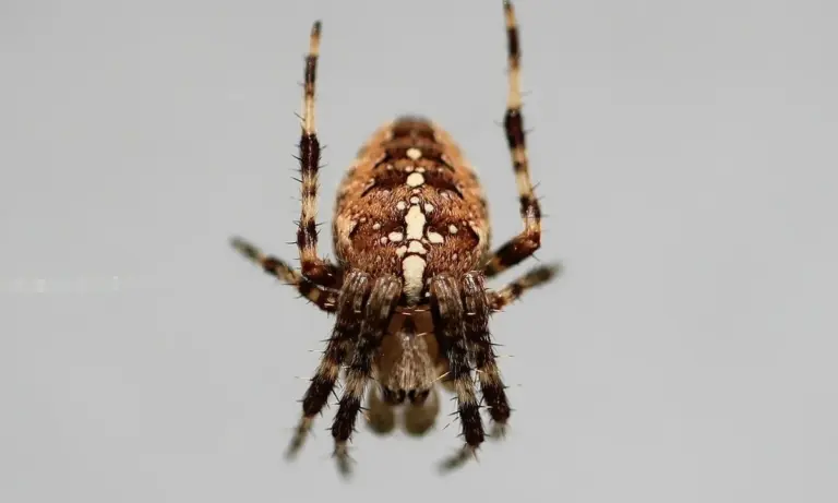 Top-down view of a brown tarantula with a patterned abdomen, legs spread, against a light gray background.