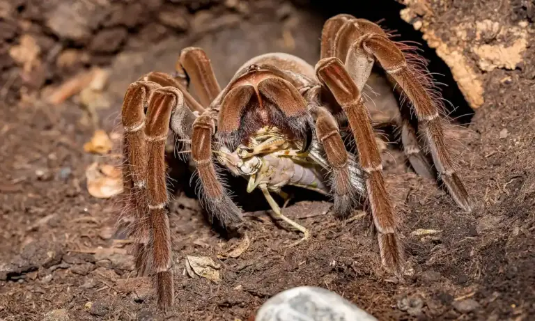A large tarantula on a dirt substrate with its prey clutched in its legs, illustrating arachnid predation and the challenge of training them.