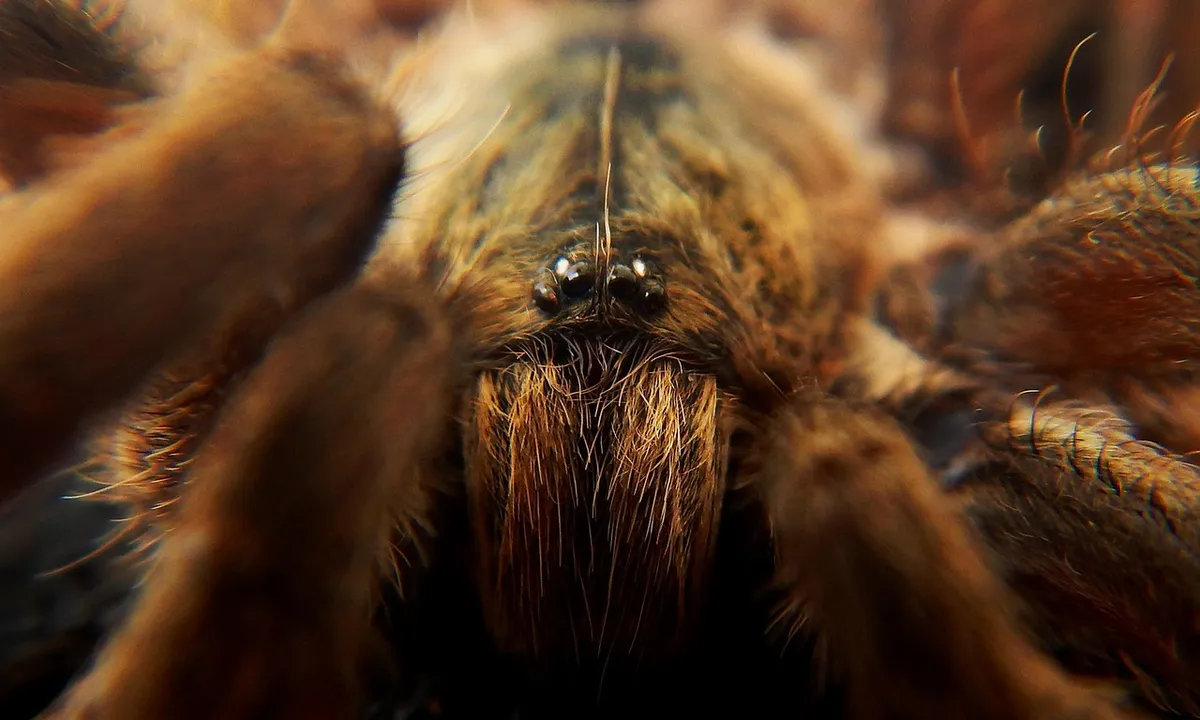 Macro close-up of a tarantula's face, showing dense, orange-brown urticating hairs on the mouthparts and surrounding body, with multiple legs framing the image.