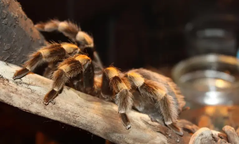Close-up of a tarantula with orange-brown urticating hairs on a branch