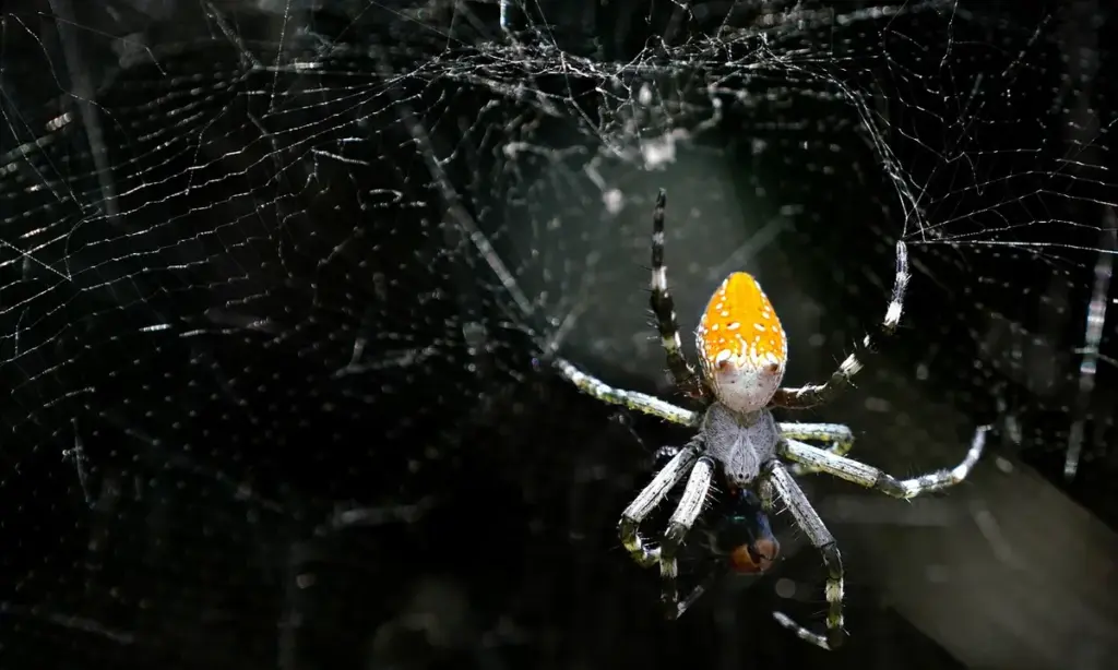 Debunking 7 Common Tarantula Feeding Myths That Could Harm Your Pet