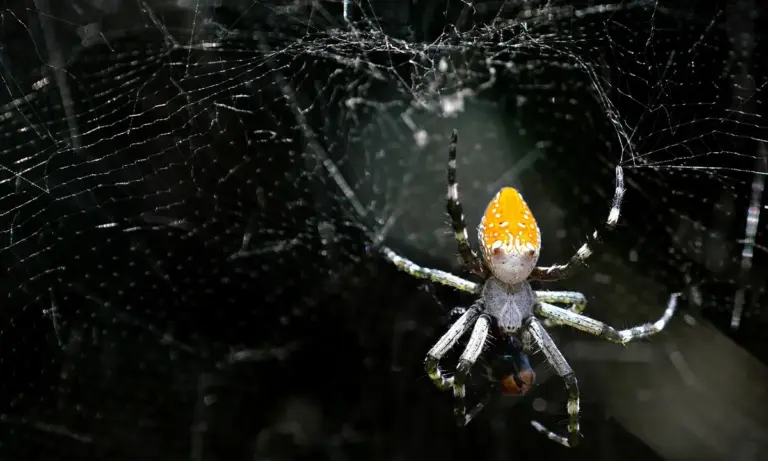 Orange-bodied tarantula suspended in a web