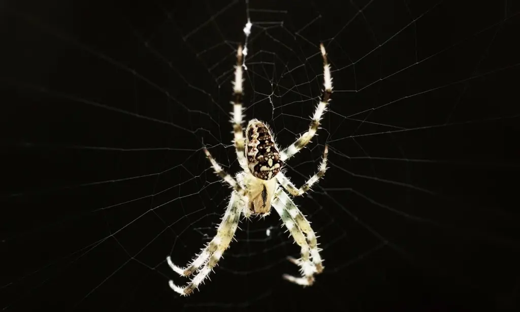 Do Tarantulas Make Noise? The Truth About Hissing, Growling, and Stridulation