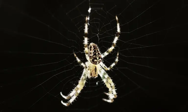Tarantula in its web against a dark background.
