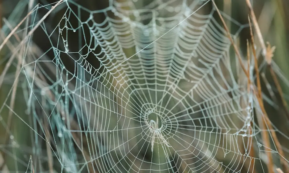 Close-up of an arboreal tarantula web showing radial spokes and anchor points attached to plant stems