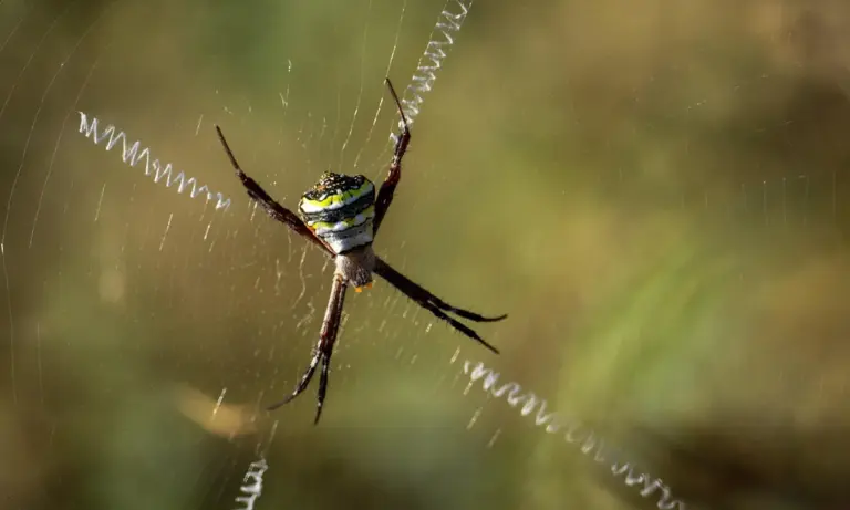 A tarantula suspended in its web against a blurred green background.