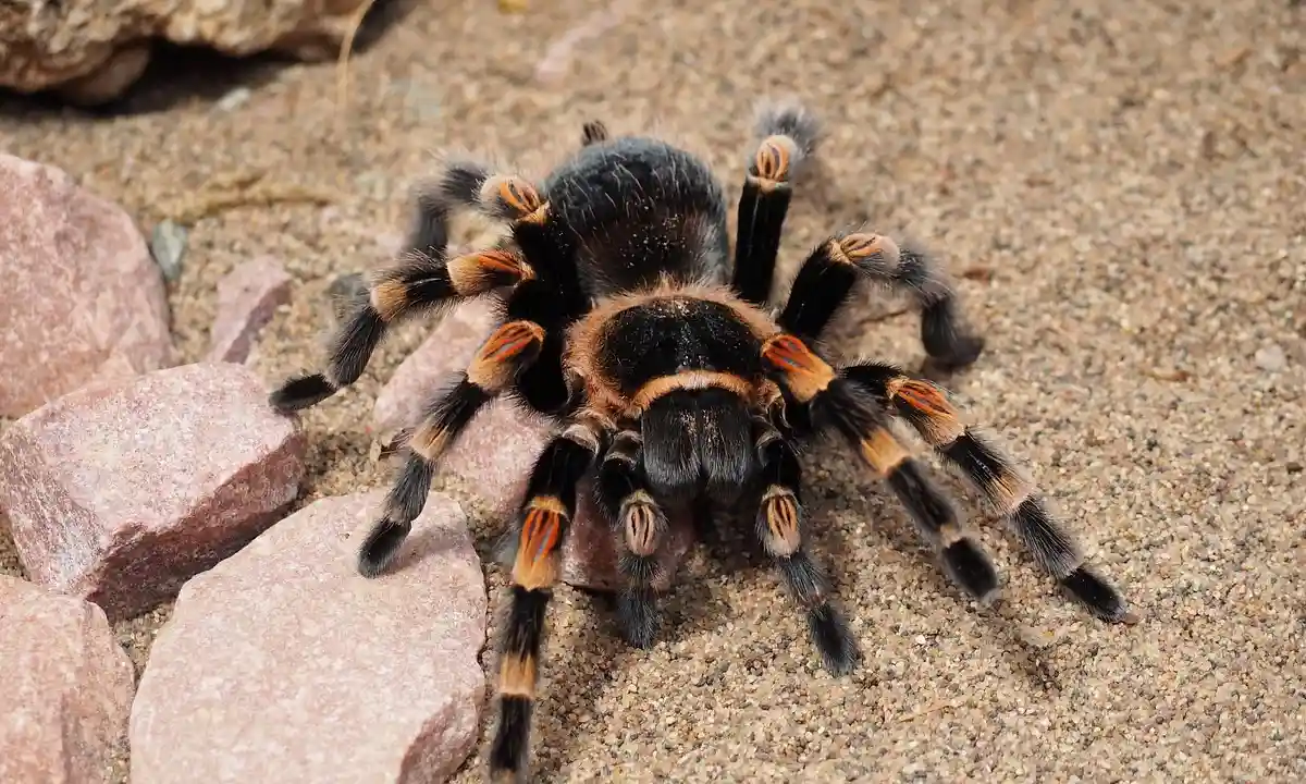 A large tarantula with a dark body and orange-banded legs sits on sandy substrate beside rocks.