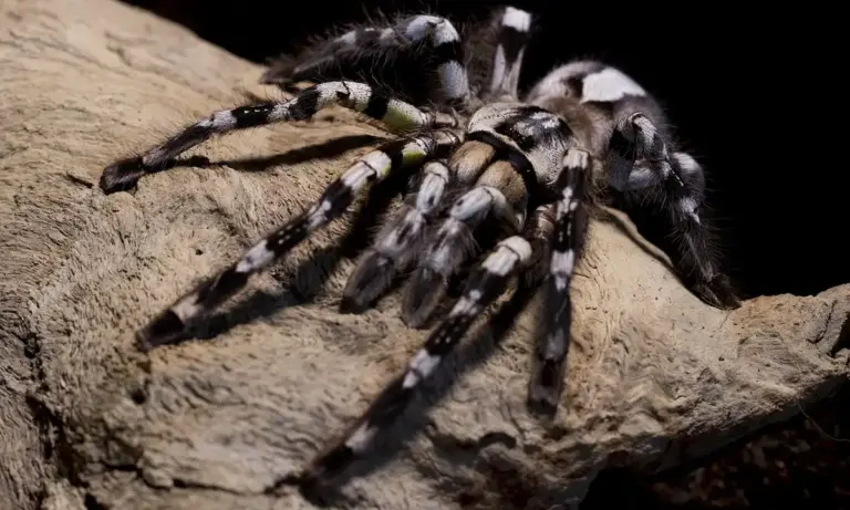Close-up of a tarantula with striped legs perched on a textured rock.