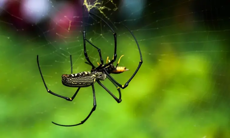 A tarantula perched on its web with long legs extended, against a blurred green background.