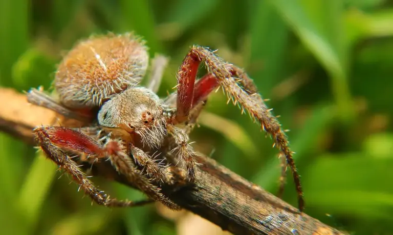 Close-up of a hairy wolf spider perched on a twig, showing a tan-orange abdomen and long spiny legs.